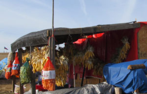 corn